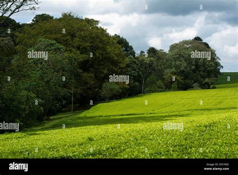 Tea plantation, Kericho, Western Kenya Stock Photo - Alamy