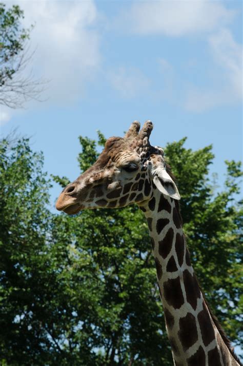 Épinglé sur Roosevelt Park Zoo