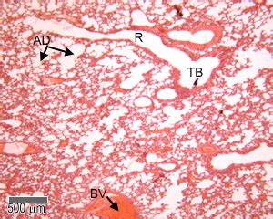 Respiratory: The Histology Guide