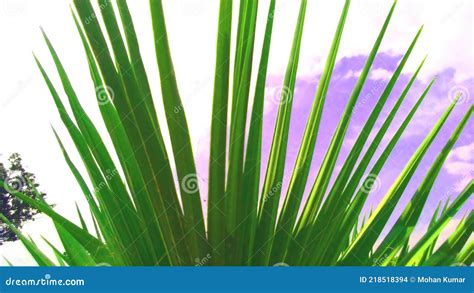 Washingtonia Robusta Palm Leaves Stock Photo - Image of snap, tree ...