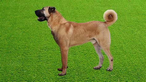 Turkish Boz Shepherd – A large, loyal, and gentle breed – Wag Pet Boutique