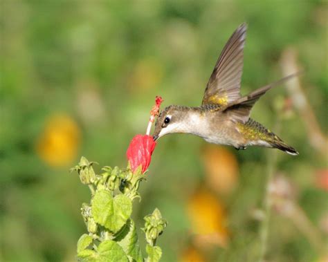 Hummingbird Migration - FeederWatch