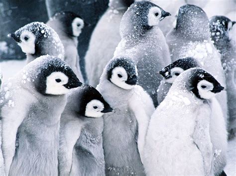 Cute Baby Penguin Wallpapers - Top Free Cute Baby Penguin Backgrounds - WallpaperAccess