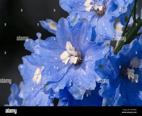 Delphinium elatum Larkspur blue flower Stock Photo - Alamy