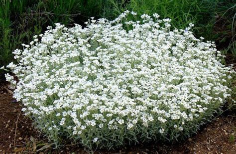 200 Pcs Snow in Summer Flower Seeds Cerastium - Etsy