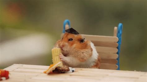 Tiny hamster eating corn. : r/gifs