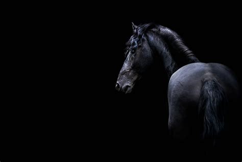 HD wallpaper: dark animals horse, mammal, black background, studio shot ...