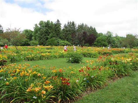 Grace Gardens – American Daylily Society