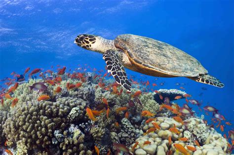 Hawksbill Sea Turtle Habitat