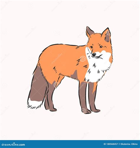 Fox,vector Image,side View Picture Isolated on White Background,full Length, Wild Red Fox Vector ...