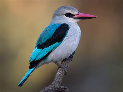 Woodland Kingfisher - eBird