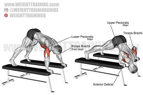 Knee push-up exercise instructions and video | Weight Training Guide