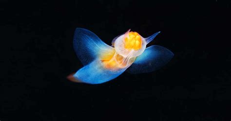 Sea Angel or Devil? Unveiling the Dangerous Side of this Creature - Odd Facts