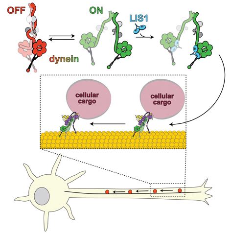 Biochemists unveil molecular mechanism for motor protein regulation – BIOENGINEER.ORG