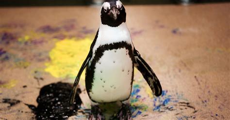 Penguins paint at Newport Aquarium