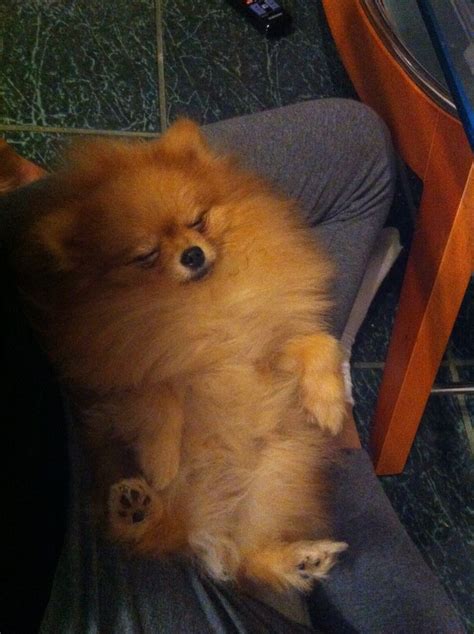 Pomeranian #sleeping | Pomeranian, I love dogs, Save a dog