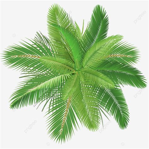 Palm Tree Top View For 3d Render Free Transparent Vector, Palm Tree Top View, Tropical Palm Tree ...