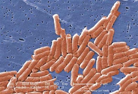 Salmonella Case Patients Contemplate RAW Meal Shake Lawsuit