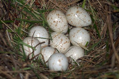 CalPhotos: Callipepla californica; California Quail Nest And Eggs | Eggs, Nest, Kinds of birds