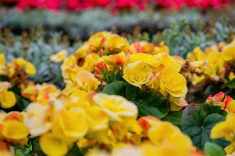 How to Grow and Care for Tuberous Begonias | Gardener’s Path