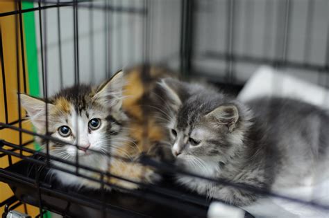 Adopting a Shelter Cat? Here’s How to Prepare | Fear Free Happy Homes