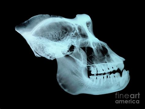 Gorilla Skull Photograph by D. Roberts/science Photo Library - Fine Art ...