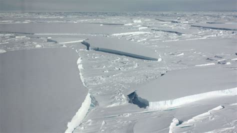 Scientists accidentally find life beneath ice shelves in the Antarctic | World News | Sky News