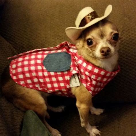 Penny in her costume. Too cute! | Cute, Costumes, Halloween