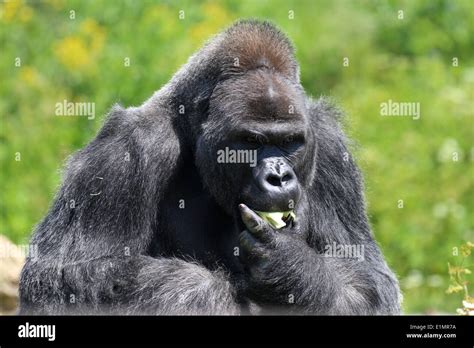 A Western Lowland Gorilla eating some fruit Stock Photo - Alamy