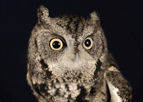 Eastern Screech Owl Facts - Eastern Screech Owl Habitat & Behavior