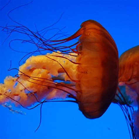 Pacific Sea Nettle - Georgia Aquarium