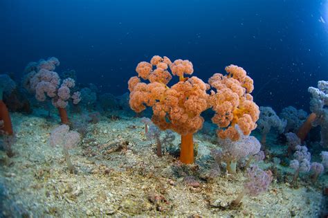 Enter the Twilight Zone, Home to Earth’s Strangest Reefs | WIRED