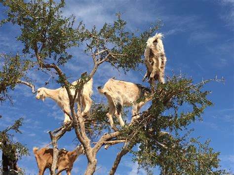 Morocco: Did I See Goats in Trees? - Routes and Trips