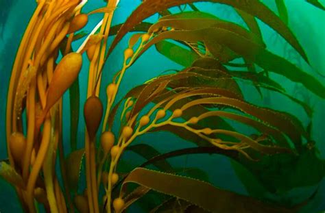 Kelp flow. | Kelp, Kelp forest, Underwater plants