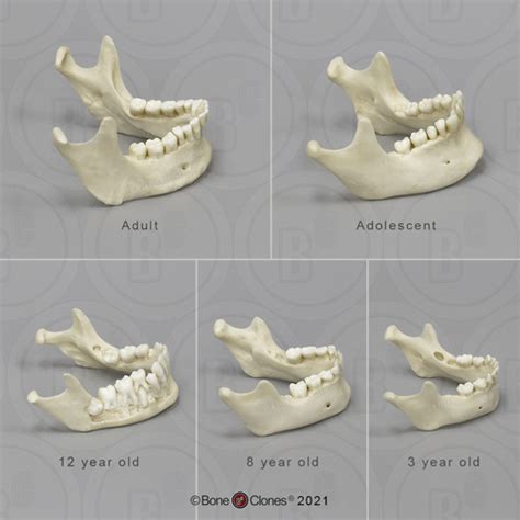 Long Jaw Mandible