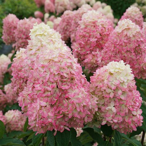 Limelight Prime® Panicle Hydrangea | Shrubs | Great Garden Plants