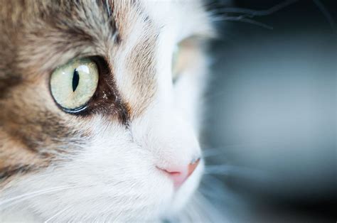 green, cat eyes photo, Animals, Cats, Pets, animal themes, animal, mammal, CC0, public domain ...