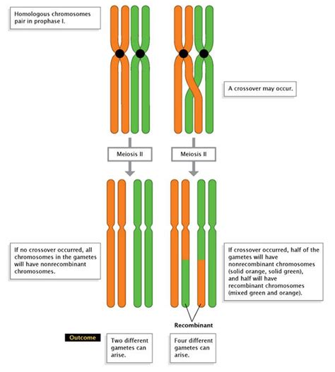 Genetic Recombination and Gene Mapping | Learn Science at Scitable | Біологія