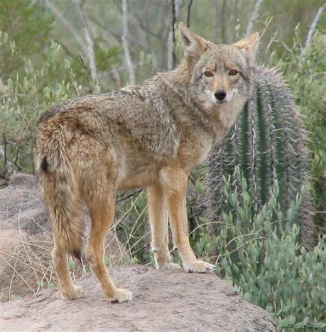 Coyote | Canis latrans | Mammal