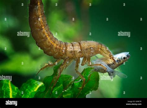 Dragonfly Nymph Stock Photo - Alamy