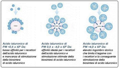 Hyaluronic Acid: Evaluation of Efficacy with Different Molecular ...