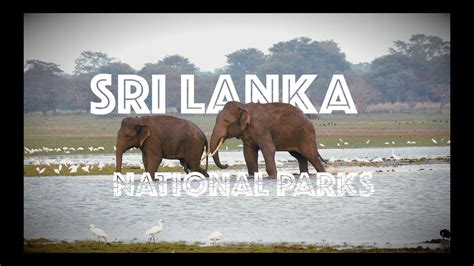 Minneriya & Kala Wewa NATIONAL PARKS | SRI LANKA SAFARI - YouTube