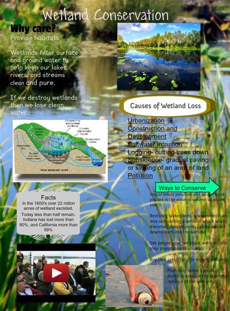 Wetland Conservation | Science - Earth's Water | Pinterest | Conservation