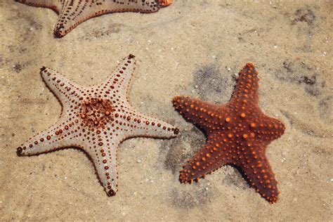 Starfish Regeneration: The Secret of Life? - My Animals