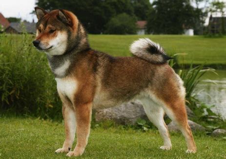 Shiba Inu World: Shiba Inu Colors - What Colors Do Shiba Inus Come In?