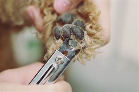 Dog Nail Trimming Guide: How to Safely Trim Nails for Your Pet's Comfort