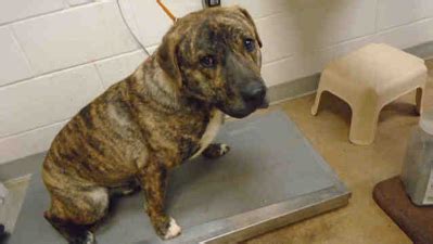 Edmond animal shelter in desperate need to find homes for pets