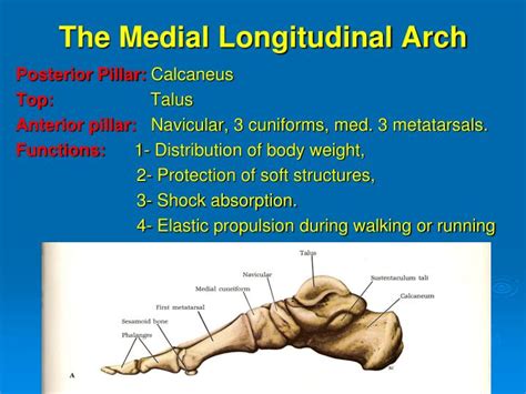 PPT - Arches of the foot PowerPoint Presentation - ID:1453796