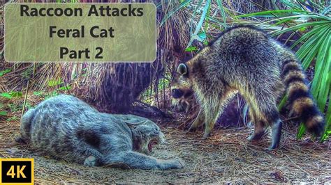 Raccoon Attacks Feral Cat Part 2 - YouTube