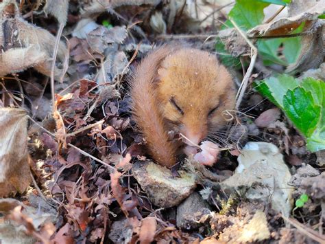 How and why hazel dormice hibernate by Ian White - PTES